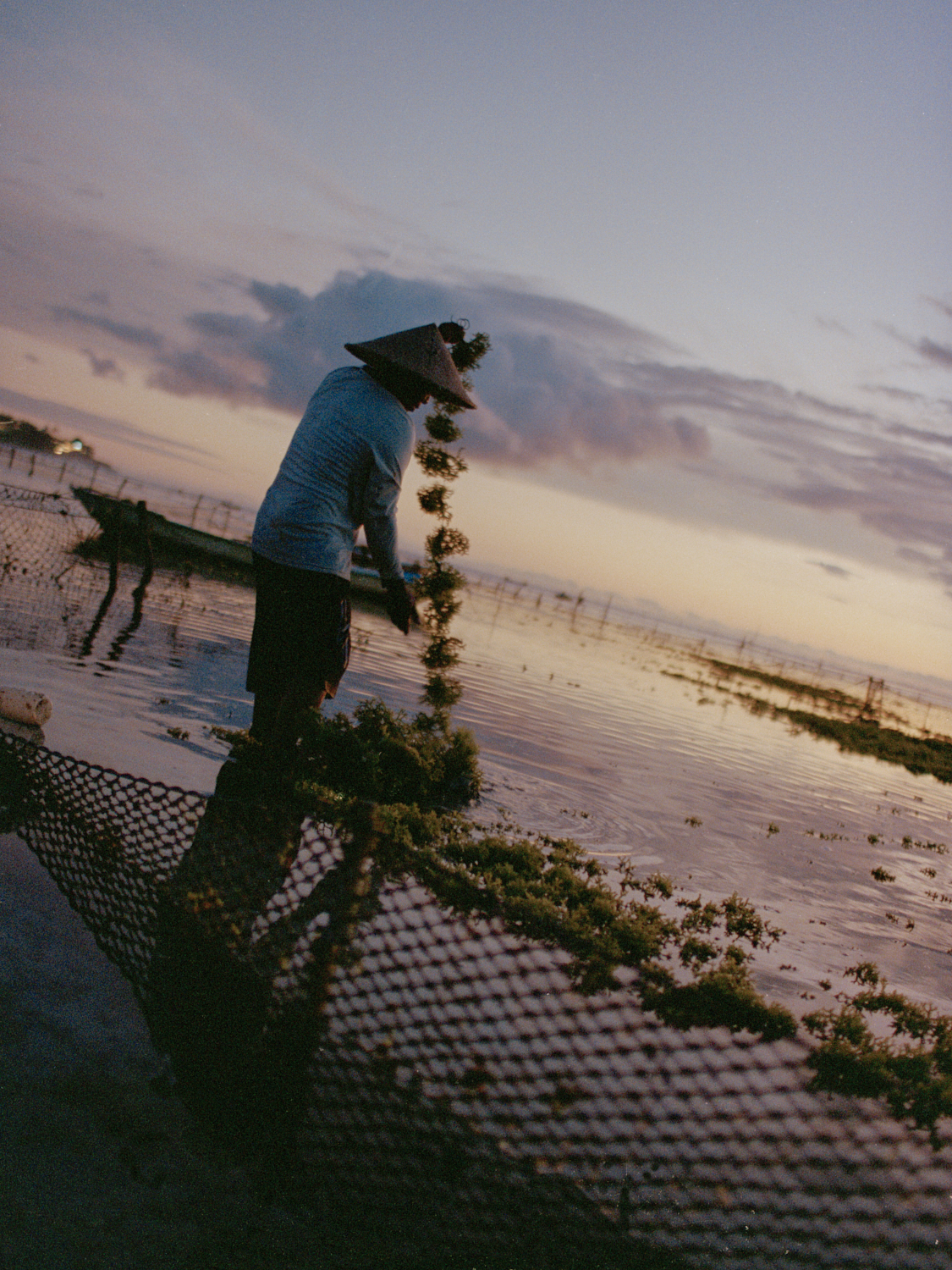 Resilient Harvest, Sustainable Seaweed Farming